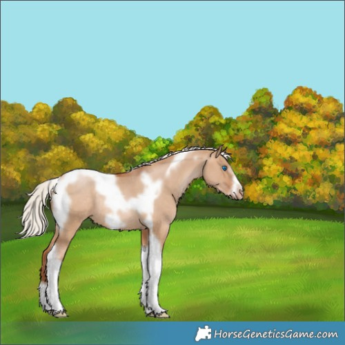 Horse Color:Silver Brown Pearl Dun Tobiano Frame Appaloosa Rabicano 