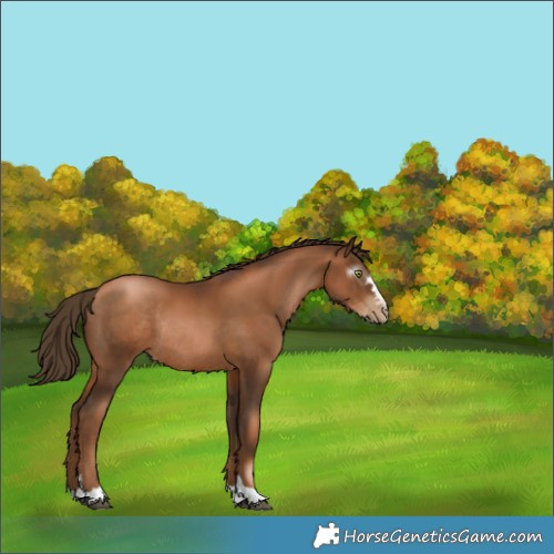 Horse Color:Gray Liver Chestnut Pearl Rabicano 