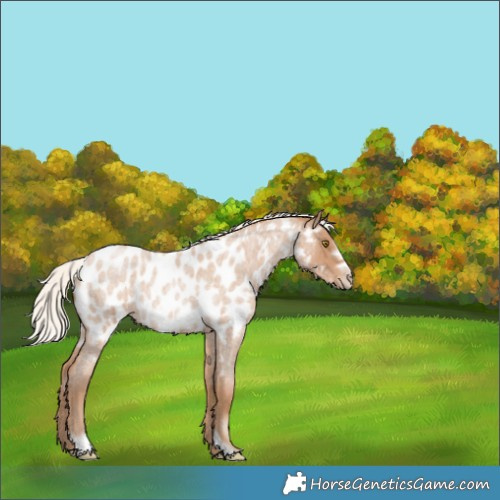 Horse Color:Silver Blue Roan Pearl Frame Appaloosa Rabicano 