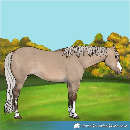 Horse Color:Silver Brown Dun 