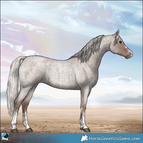 Horse Color:Silver Blue Roan Sabino 