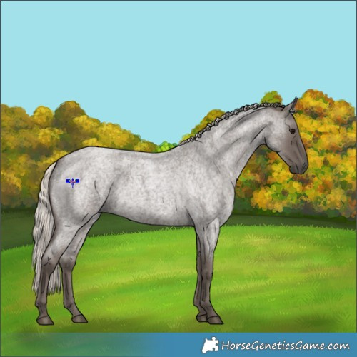 Horse Color:Silver Blue Roan 