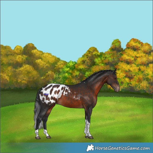 Horse Color:Brown Tobiano Blanket 