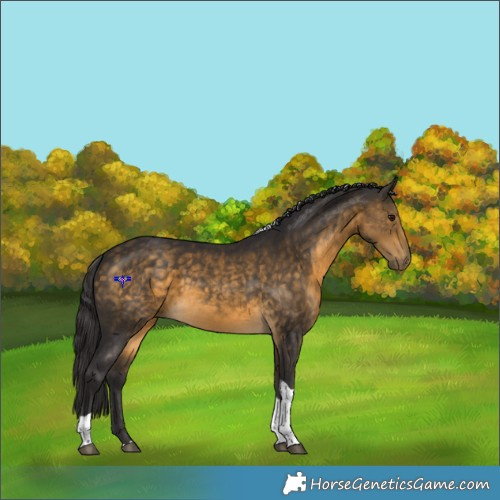 Horse Color:Buckskin Tobiano 