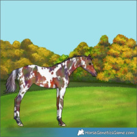 Horse Color:Nacre White Spotted Bay 