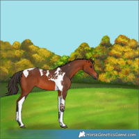Horse Color:Bay Tobiano 