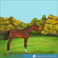 Horse Color:Bay Tobiano 