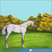 Horse Color:Silver Smoky Blue Roan 