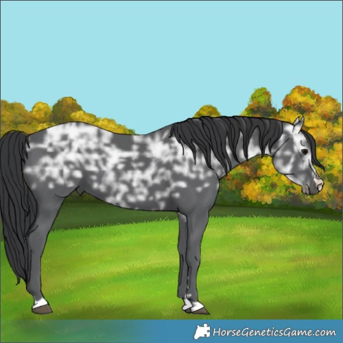 Horse Color:Black Ice 