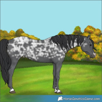 Horse Color:Black Ice 