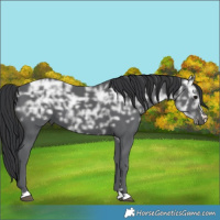 Horse Color:Black Ice 