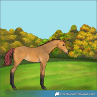 Horse Color:Painted Buckskin 