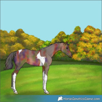 Horse Color:Nacre Bay Tobiano 