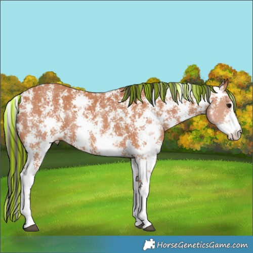 Horse Color:Painted Bay Sabino Rabicano 