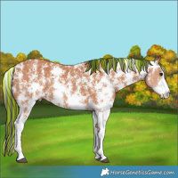 Horse Color:Painted Bay Sabino Rabicano 