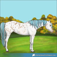 Horse Color:Painted Bay Dun Tobiano Appaloosa 