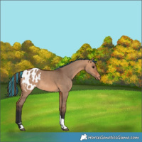 Horse Color:Painted Bay Dun Tobiano Appaloosa 