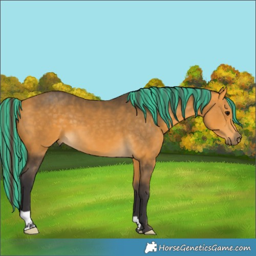 Horse Color:Painted Buckskin 