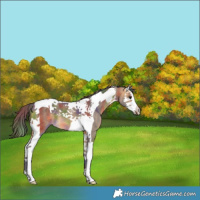 Horse Color:Nacre Buckskin Splash Tobiano 