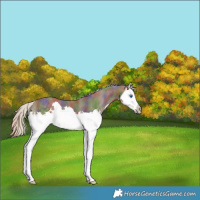 Horse Color:Nacre Silver Smoky Black Splash 