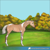 Horse Color:Silver Bay Dun Tobiano 