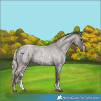 Horse Color:Silver Blue Roan Sabino 