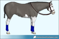 Horse Color:Grullo Splash 
