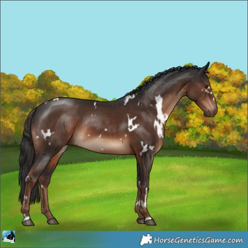 Horse Color:White Spotted Liver Chestnut Rabicano 