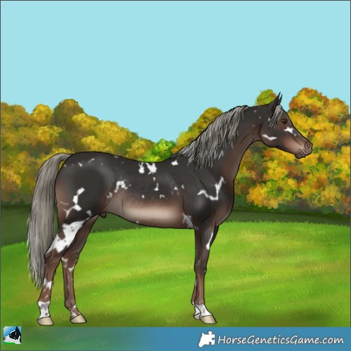 Horse Color:White Spotted Liver Chestnut Mushroom Rabicano 