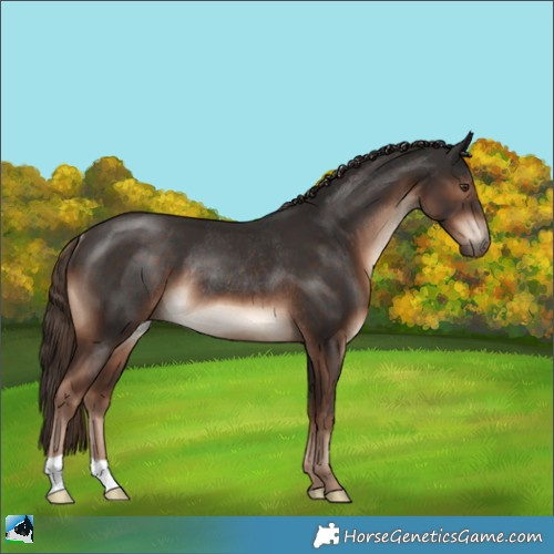 Horse Color:Liver Chestnut Rabicano 