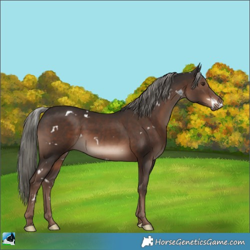 Horse Color:White Spotted Liver Chestnut Mushroom Rabicano 