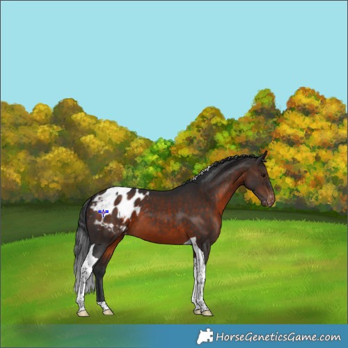 Horse Color:Brown Tobiano Appaloosa 