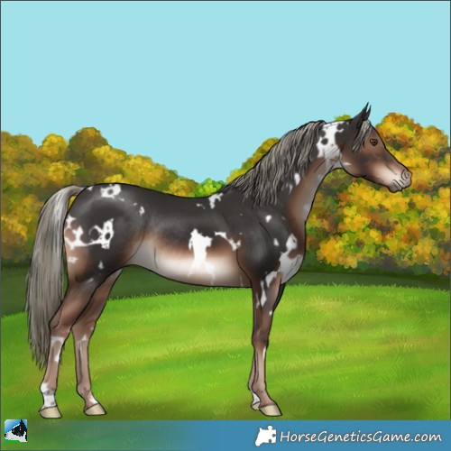 Horse Color:White Spotted Liver Chestnut Mushroom Rabicano 