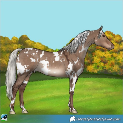 Horse Color:White Spotted Liver Red Dun Mushroom Rabicano 
