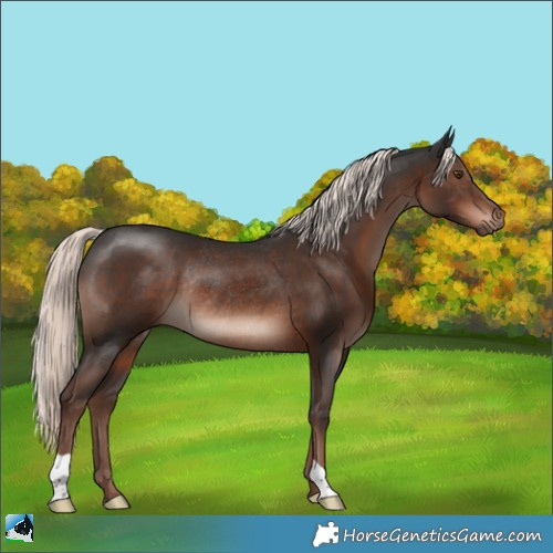 Horse Color:Liver Chestnut Mushroom Rabicano 