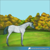 Horse Color:Watercolor Blue Roan