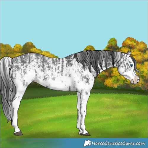 Horse Color:Black Sabino Splash Appaloosa  and Black Sabino Splash Appaloosa 