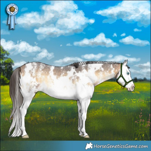 Horse Color:White Spotted Buckskin Onyx Sabino Splash 