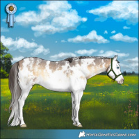 Horse Color:White Spotted Buckskin Onyx Sabino Splash 