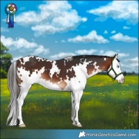 Horse Color:White Spotted Bay Splash 