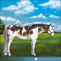 Horse Color:White Spotted Bay Splash