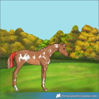 Horse Color:Painted White Spotted Chestnut 