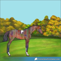 Horse Color:Nacre Bay Tobiano