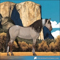 Horse Color:Liver Red Dun Tobiano