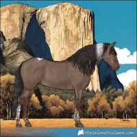 Horse Color:Liver Red Dun Tobiano