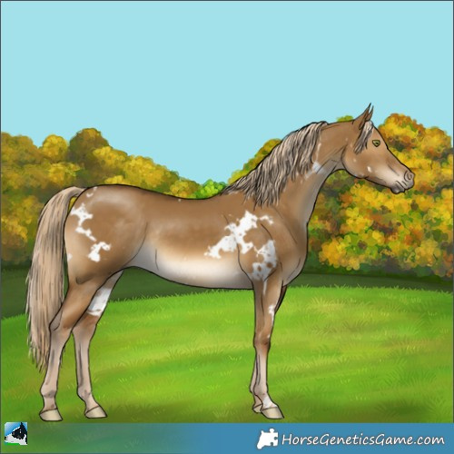 Horse Color:White Spotted Chocolate Palomino Dun Mushroom Rabicano 
