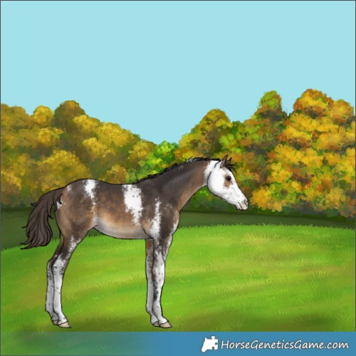 Horse Color:Buckskin Sabino 