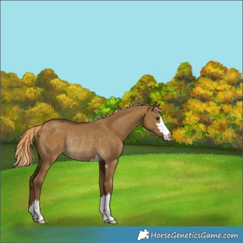 Horse Color:Chocolate Palomino Dun Rabicano 