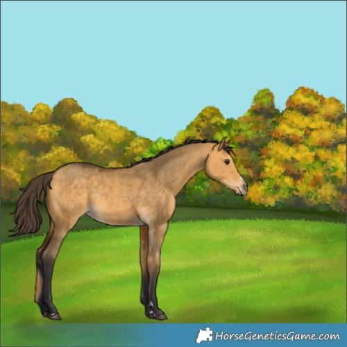 Horse Color:Buckskin Dun Rabicano 