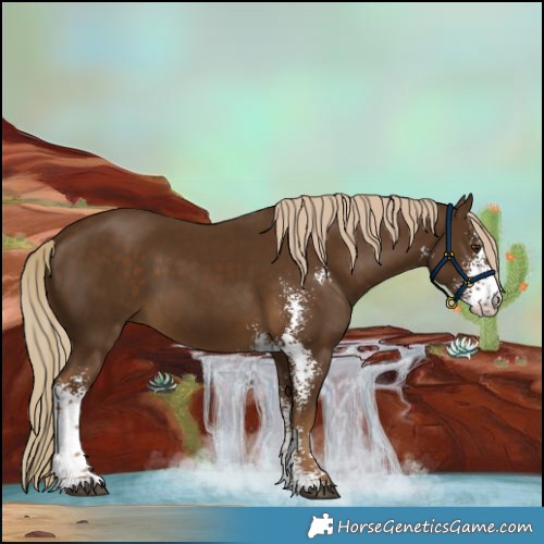 Horse Color:Chocolate Palomino Sabino 